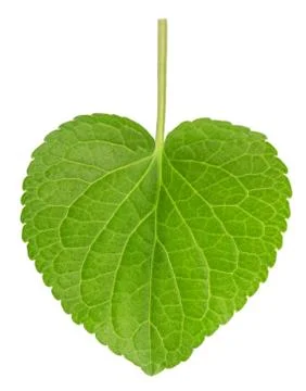 Pansy leaf Stock Photos