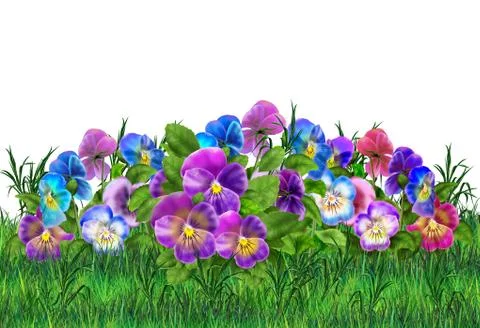 Pansy meadow Stock Illustration