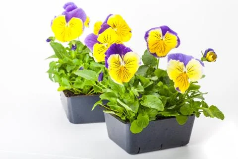 Pansy paks Stock Photos
