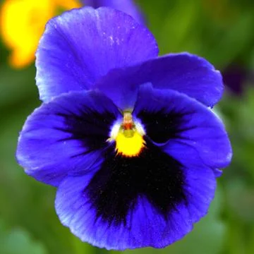 Pansy Stock Photos