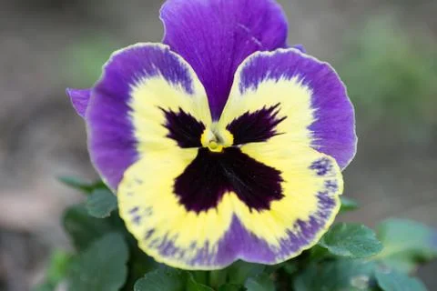 Pansy Stock Photos