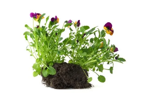 Pansy Stock Photos
