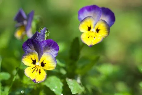Pansy Stock Photos