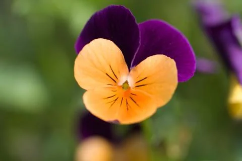 Pansy Stock Photos
