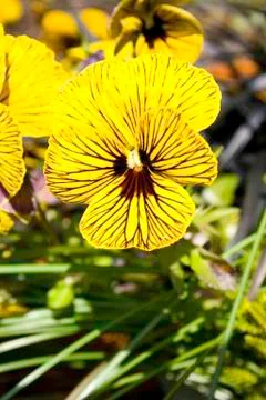 Pansy Stock Photos
