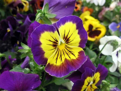 Pansy Stock Photos
