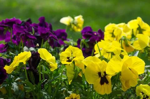 Pansy Stock-Fotos