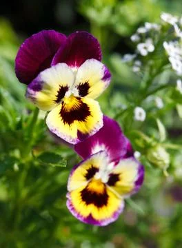 Pansy Stock Photos