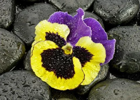 Pansy Stock Photos