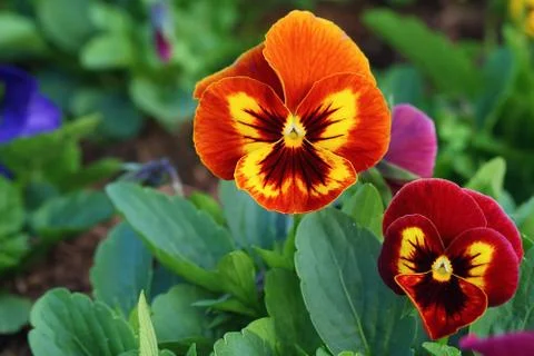 Pansy Stock Photos