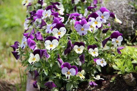 Pansy Stock Photos
