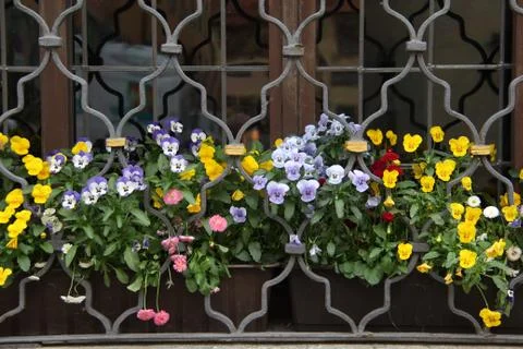 Pansy Stock Photos