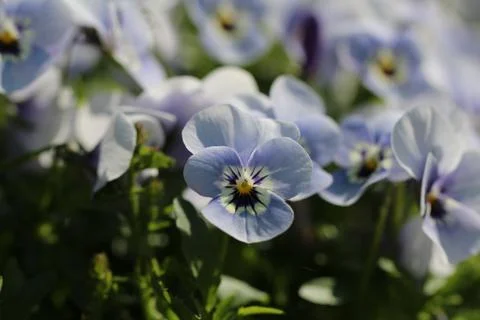 Pansy Stock Photos