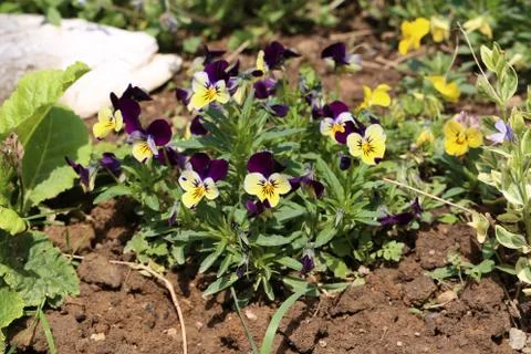 Pansy Stock Photos