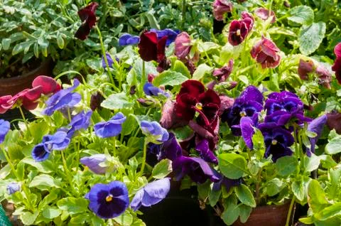 Pansy Stock Photos