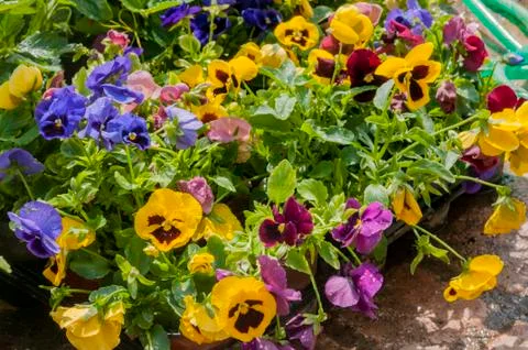 Pansy Stock Photos