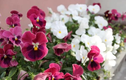 Pansy Stock Photos