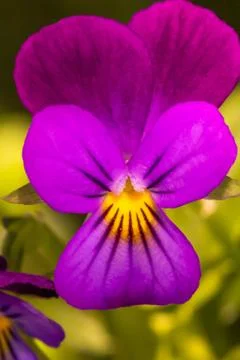 Pansy Stock Photos