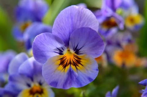 Pansy Stock Photos