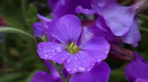 Pansy in Rain Stock Footage 7743556