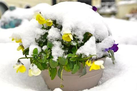 Pansy in snow Stock Photos