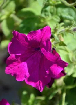 Pansy in summer Stock Photos