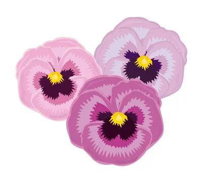 Pansy, three flowers Stock Illustration