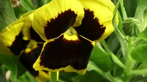 Pansy Time-lapse Stock Footage 281537483
