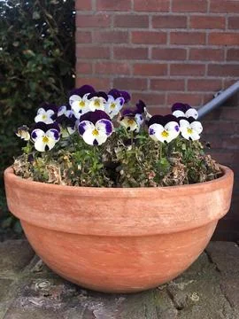 Pansy Vase Stock Photos