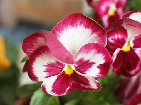 Pansy viola flower 스톡 사진