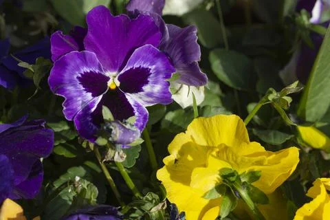 Pansy violet - purple flowers blooming in the garden. Stock Photos
