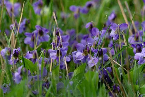 Pansy violets, spring blossoming. close up shot Stock Photos