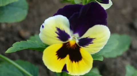 Pansy Yellow Close Up Stock Footage 53878358