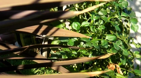 Pant in the wind Stock Footage 489030