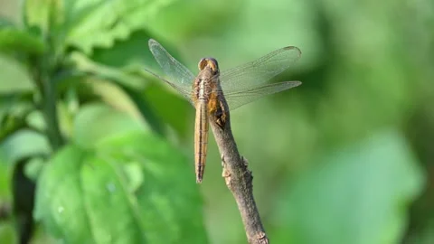 Pantala flavescens dragonfly. Stock Footage 295349042