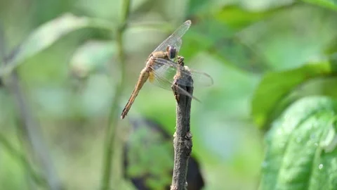 Pantala flavescens dragonfly. Video stock 295349470