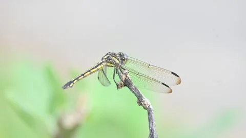 Pantala flavescens dragonfly. Stock Footage 320749902