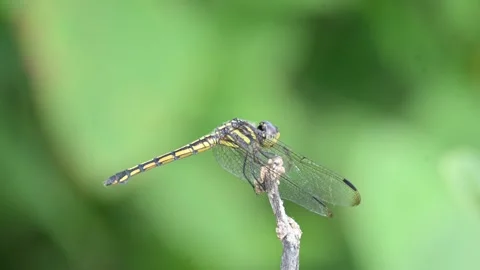 Pantala flavescens dragonfly. Stock Footage 320749927