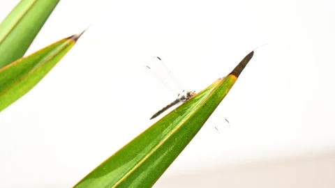 Pantala flavescens dragonfly. Video stock 332787928