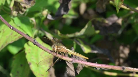 Pantala flavescens dragonfly. Stock Footage 339786208