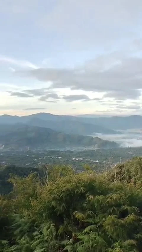 Pantan Terong2 Stock Footage 296745481