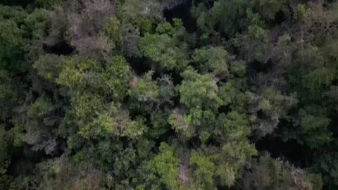 Pantanal - Canopy Day Stock Footage 266935254