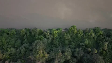Pantanal - Riverside 3 Video stock 266935593