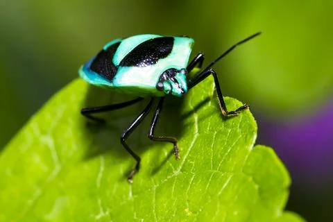 Pantatomoidea Foto stock