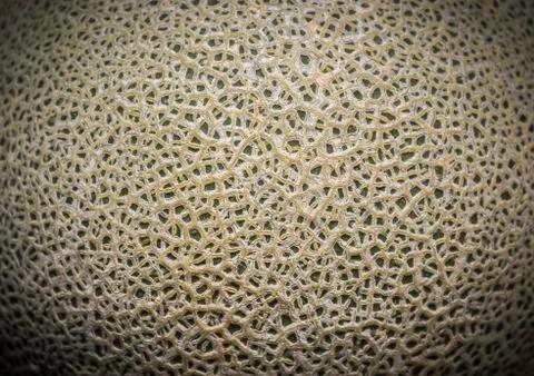 Pantern and texture of melon Stock Photos