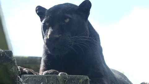 Panther 1 Stock Footage 197112780