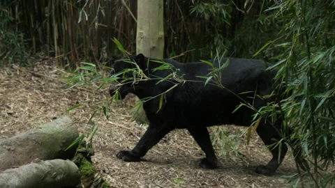 Panther 10 Stock Footage 197119418