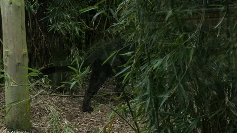 Panther 11 Stock Footage 197166315