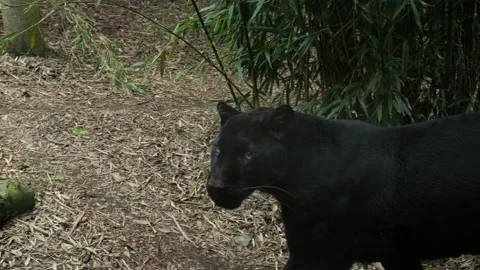 Panther 12 Stock Footage 197118810