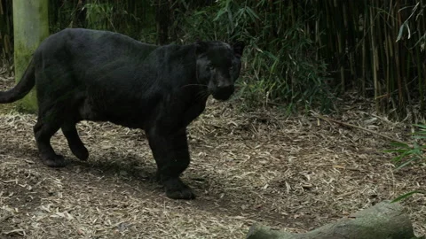 Panther 13 Stock Footage 197118068